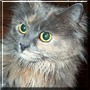Gizmo
