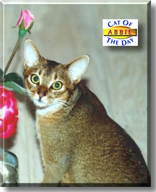 Abbie, the Cat of the Day