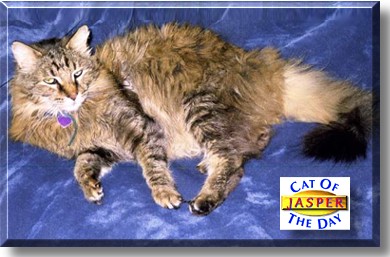 Jasper, the Cat of the Day
