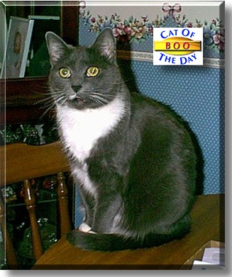 Boo, the Cat of the Day