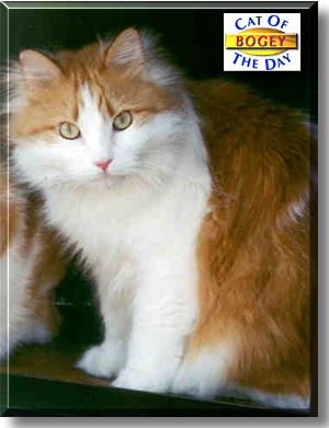 Bogart, the Cat of the Day