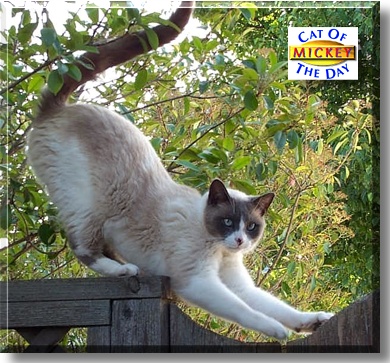 Mickey, the Cat of the Day