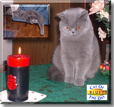Bluey, the Cat of the Day