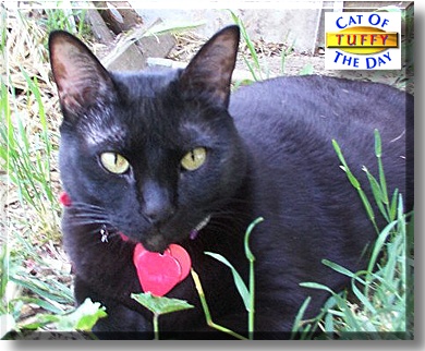 Tuffy, the Cat of the Day