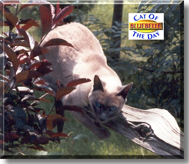 Bluebelle, the Cat of the Day