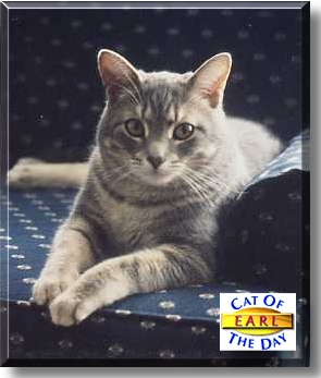 Earl Grey, the Cat of the Day
