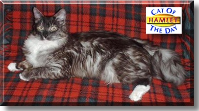 Hamlet Prince of Randu Silvertail, the Cat of the Day