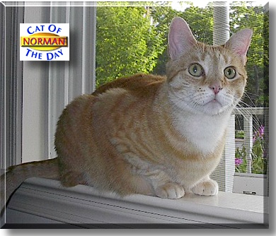 Norman, the Cat of the Day