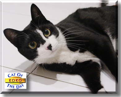 Koko, the Cat of the Day