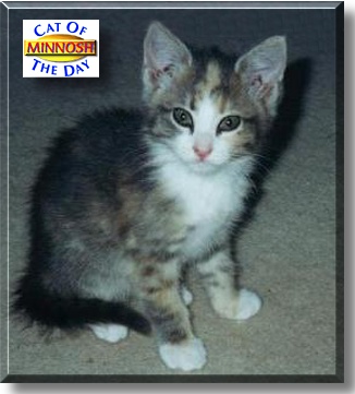 Minnosh, the Cat of the Day