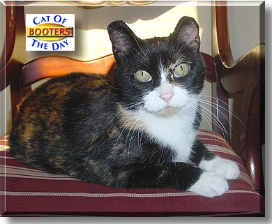 Booters, the Cat of the Day