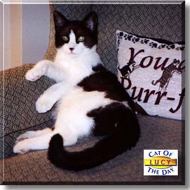 Lucy, the Cat of the Day