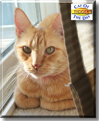 Tigger, the Cat of the Day