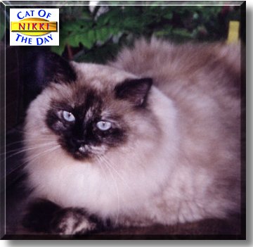 Nikki, the Cat of the Day