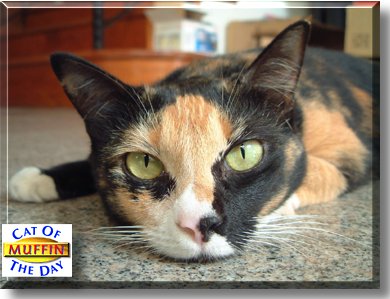 Muffin, the Cat of the Day