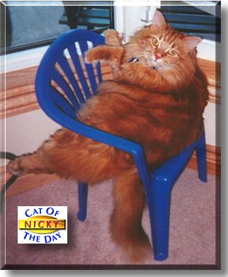 NoNoNicky, the Cat of the Day
