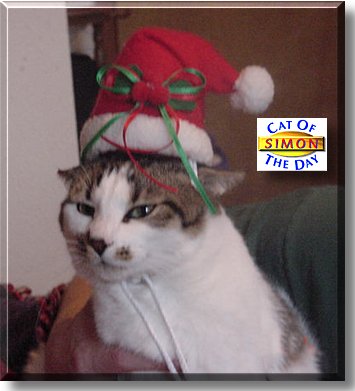 Simon, the Cat of the Day