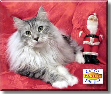 Paulie, the Cat of the Day