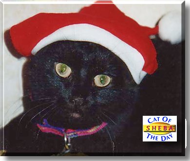 Sheba, the Cat of the Day
