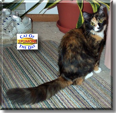 Spumoni, the Cat of the Day