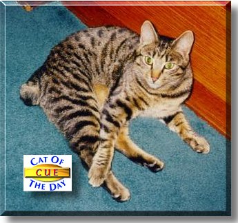 Cue, the Cat of the Day