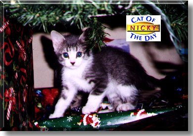 Nicky, the Cat of the Day