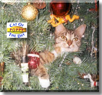 Poppy, the Cat of the Day