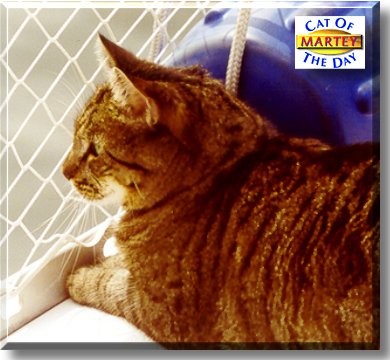 Martey, the Cat of the Day