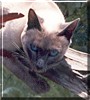 Bluebelle