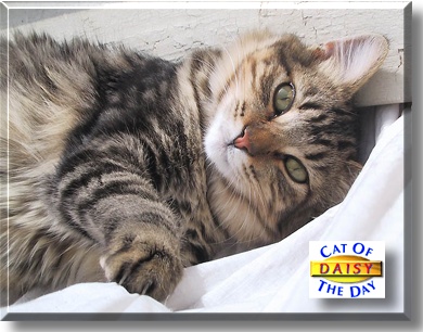Daisy, the Cat of the Day