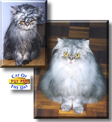 Pui Pui, the Cat of the Day