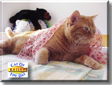 Bailey, the Cat of the Day