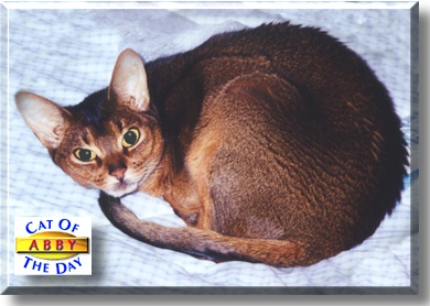 Abby, the Cat of the Day