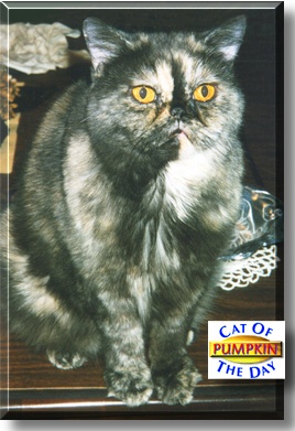 Pumpkin, the Cat of the Day