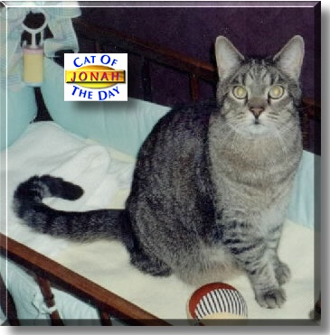 Jonah, the Cat of the Day