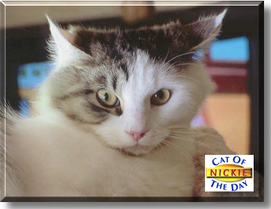 Nickie, the Cat of the Day