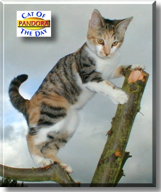 Pandora, the Cat of the Day