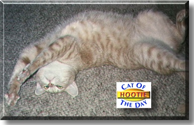 Hootie, the Cat of the Day