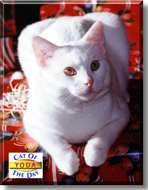 Yoda, the Cat of the Day