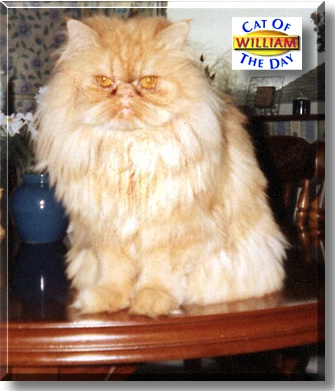 William Earnshaw, the Cat of the Day