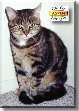 Aspen, the Cat of the Day