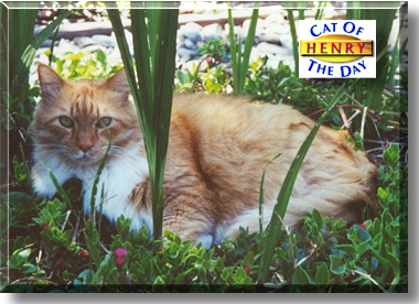 Henry, the Cat of the Day