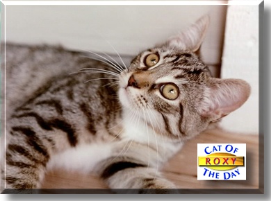 Roxy, the Cat of the Day