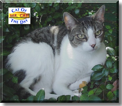Mr. Cat, the Cat of the Day