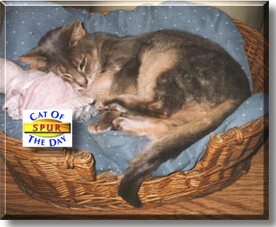 Spur, the Cat of the Day