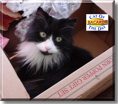 Bacardi, the Cat of the Day
