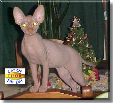 Thor Warrior Munchin, the Cat of the Day