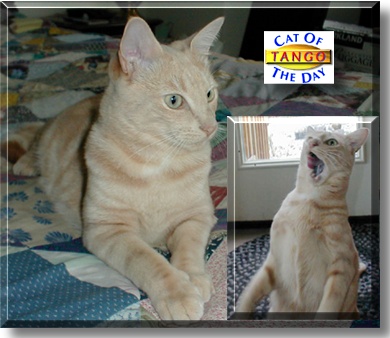 Tango, the Cat of the Day