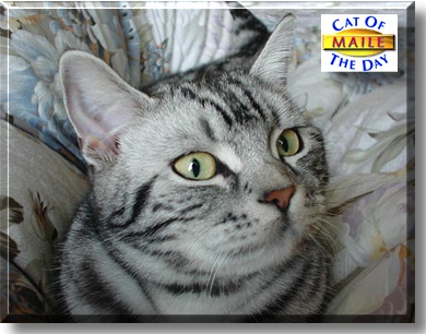 Maile, the Cat of the Day