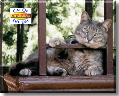 Adeleine, the Cat of the Day